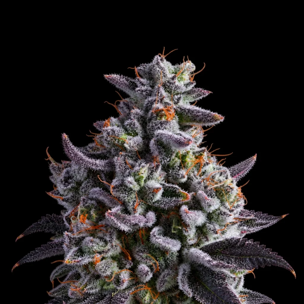 Elementz (Feminiseret) – Anesia Seeds