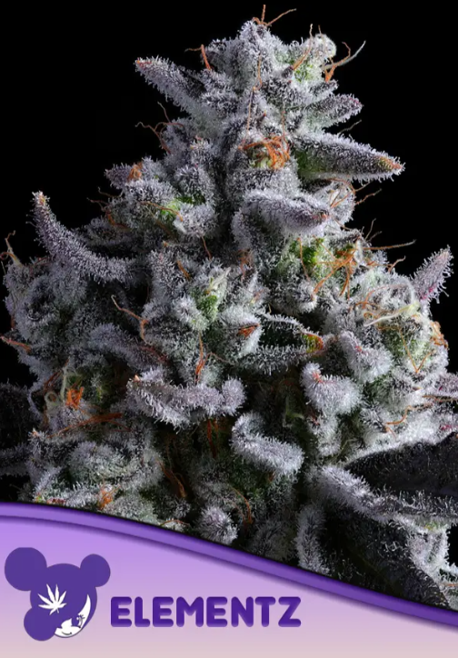 Elementz (Feminiseret) - Anesia Seeds