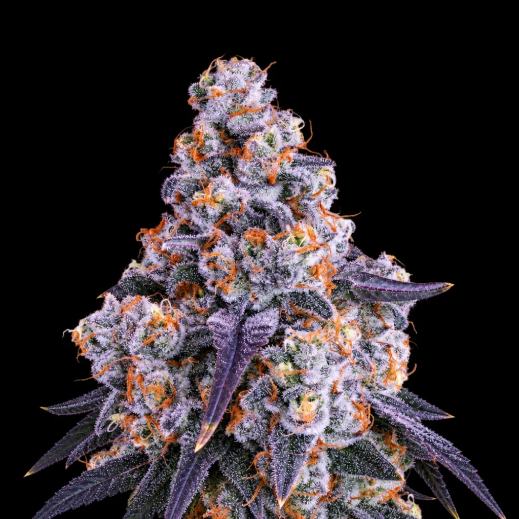 Epic Buzz Auto – Anesia Seeds