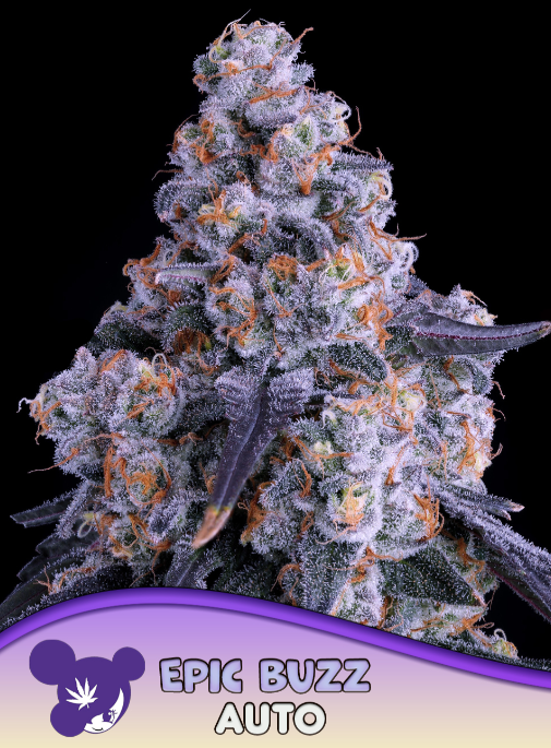 Epic Buzz Auto - Anesia Seeds