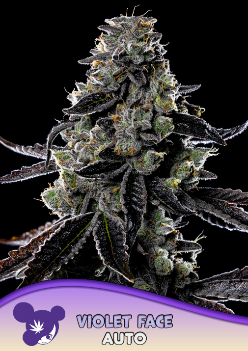 Violet Face Auto - Anesia Seeds