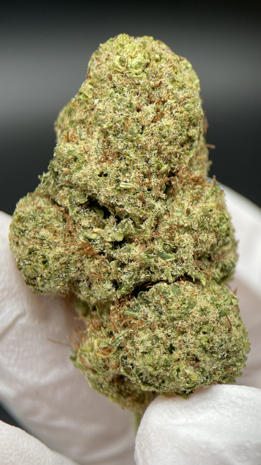 Orange Sherbert – 25 % THCA Premium Flower