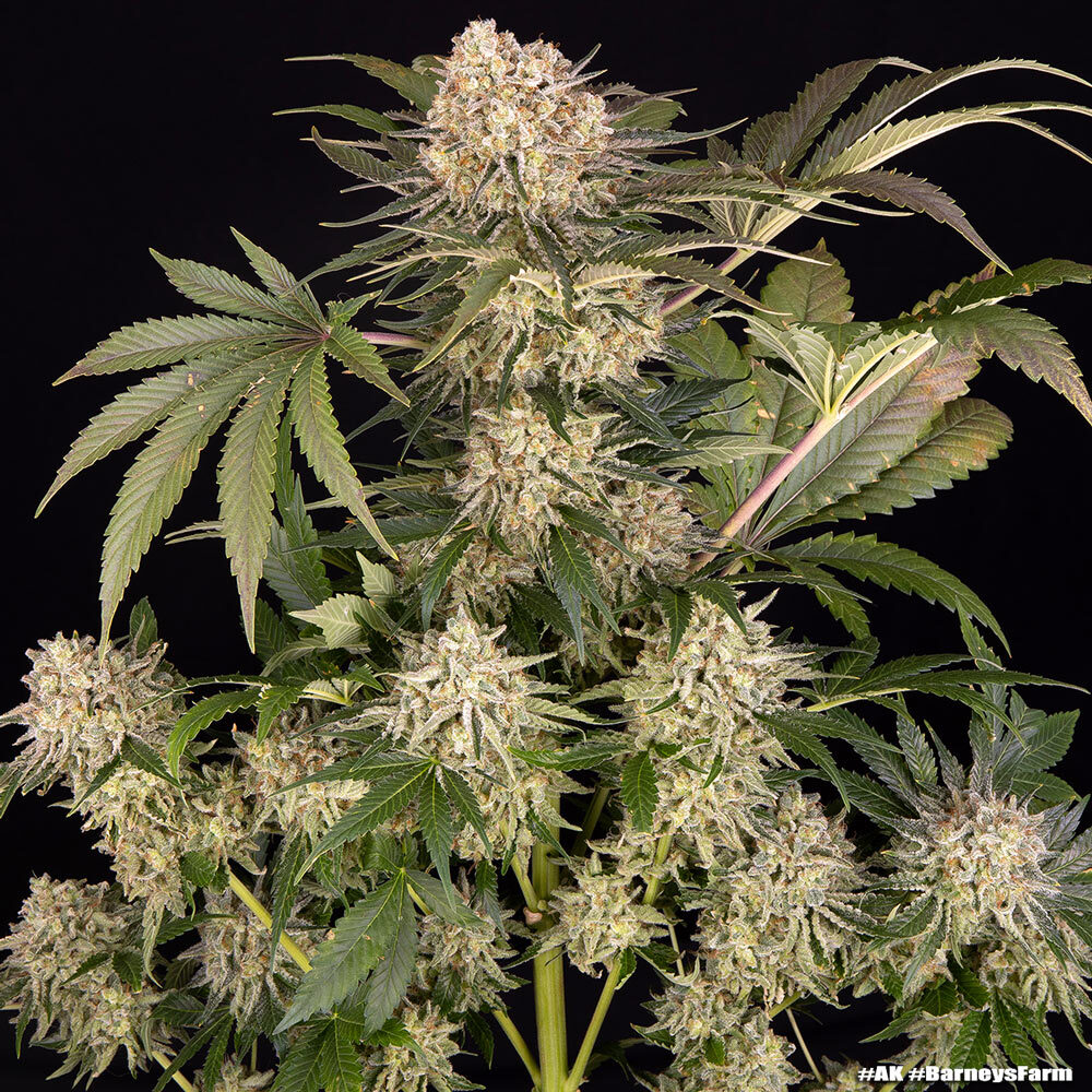 AK (Feminiseret) - Barney's Farm