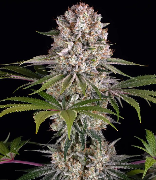 Amnesia Haze (Feminiseret) - Barney's Farm