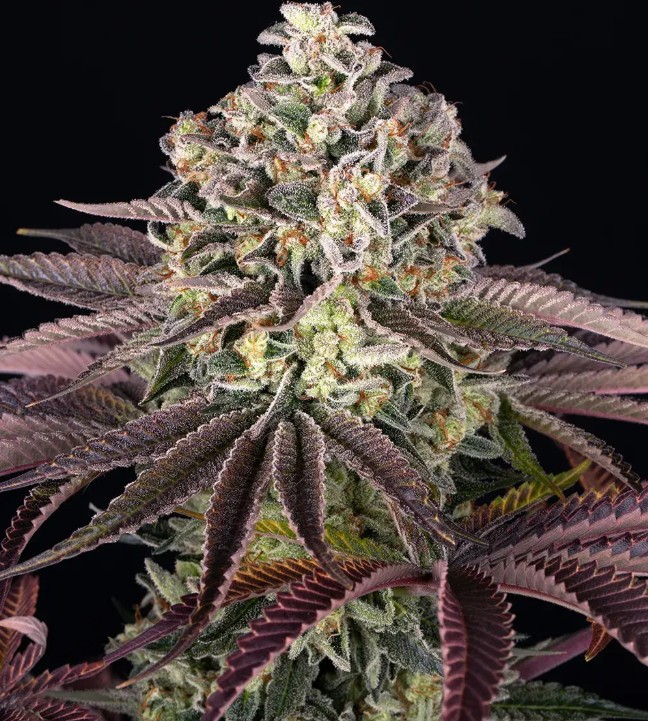 GrandDaddy Purple (Feminiseret) - Barney's Farm