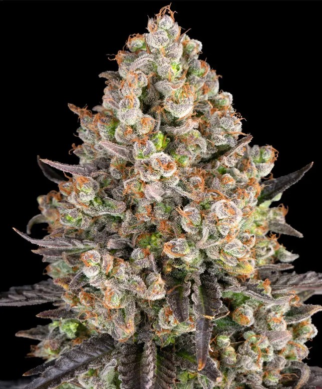 OG Kush (Feminiseret) - Barney's Farm