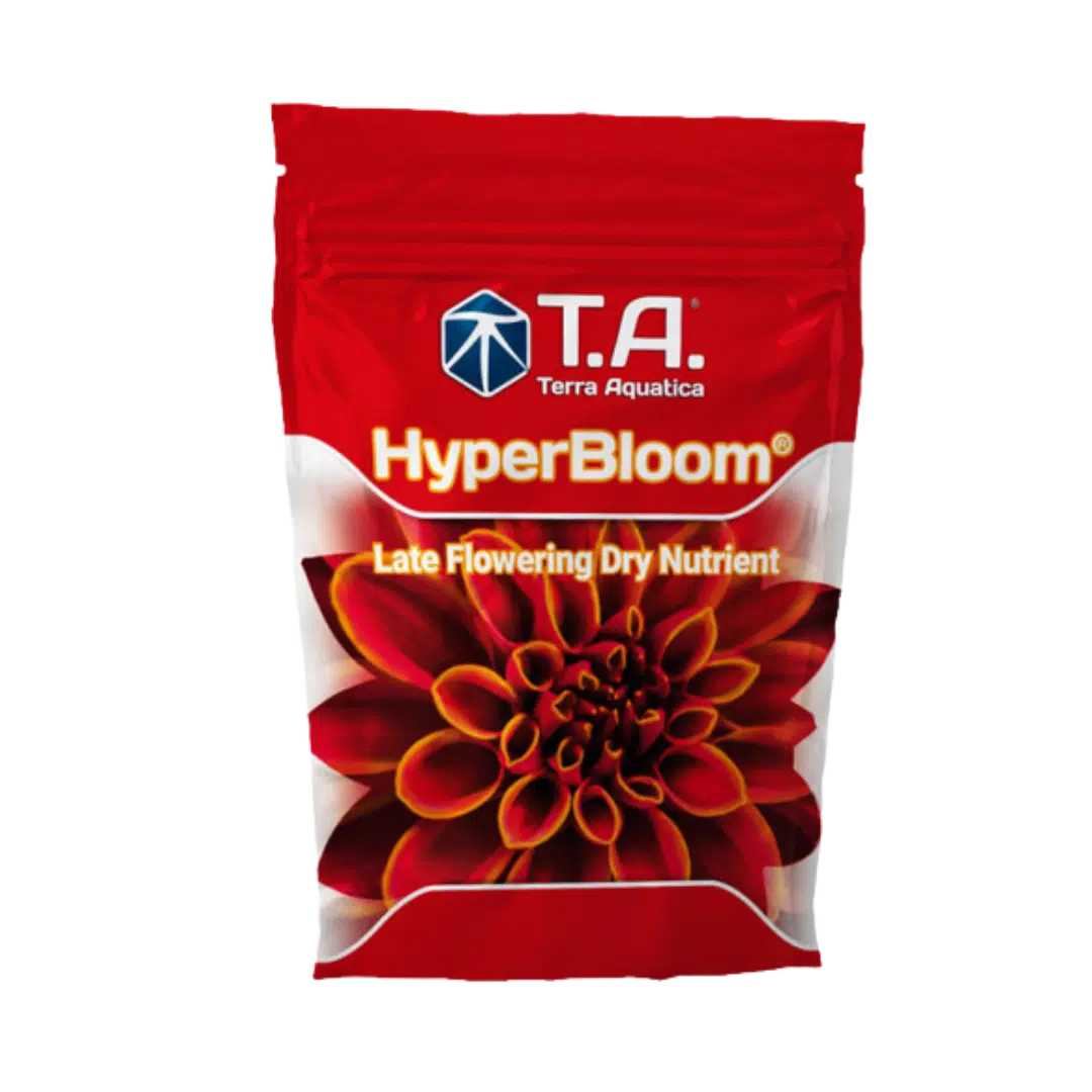 T.A-Hyper-Bloom