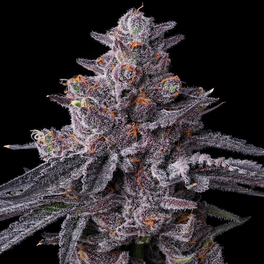 Zillions (Feminiseret) - Barney's Farm