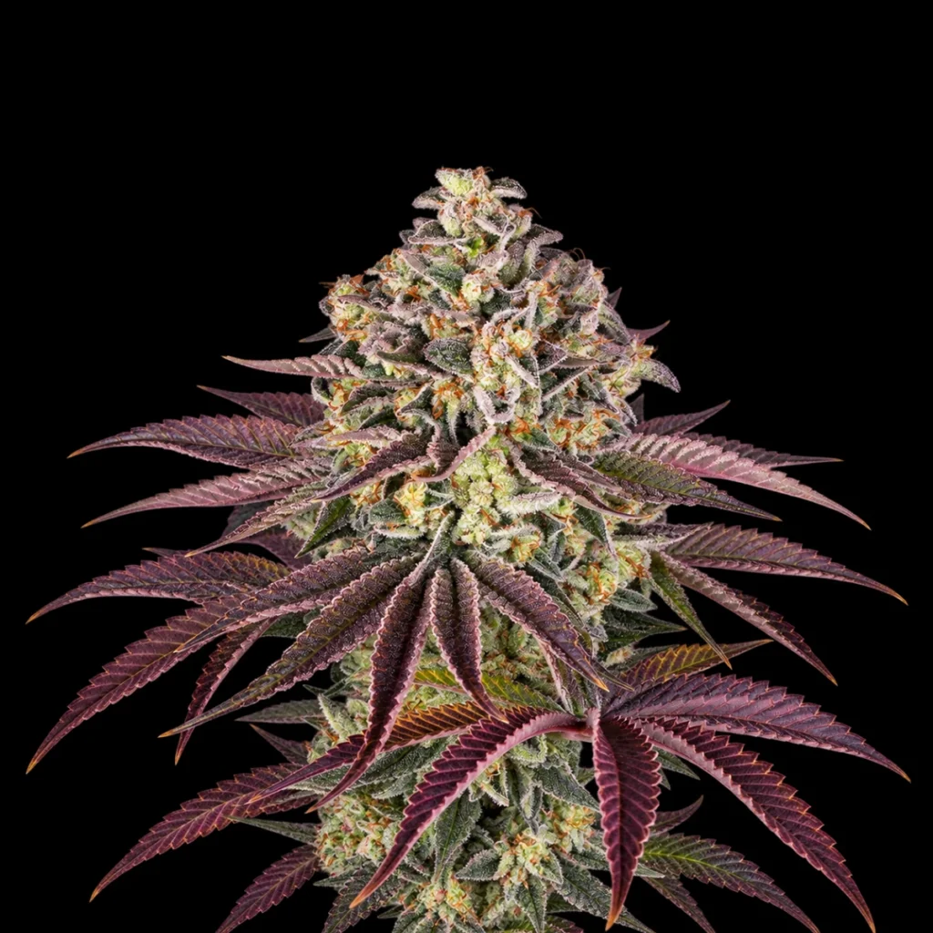 GrandDaddy Purple (Feminiseret) – Barney’s Farm