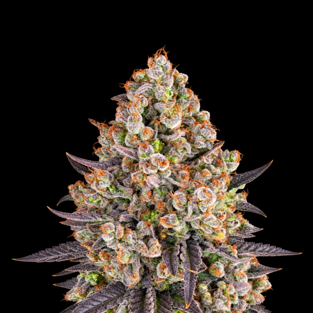 OG Kush (Feminiseret) – Barney’s Farm