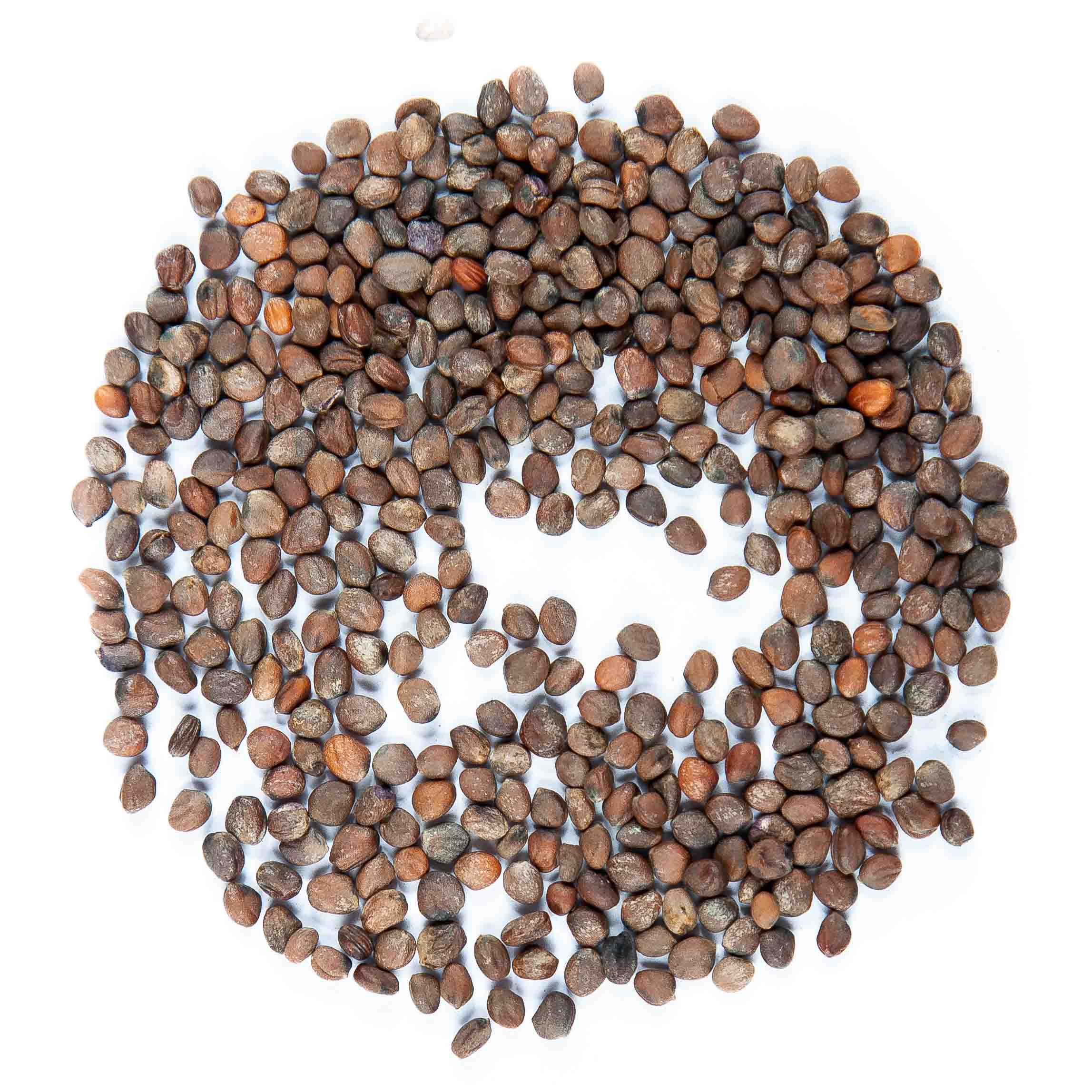 radish-rambo-seeds