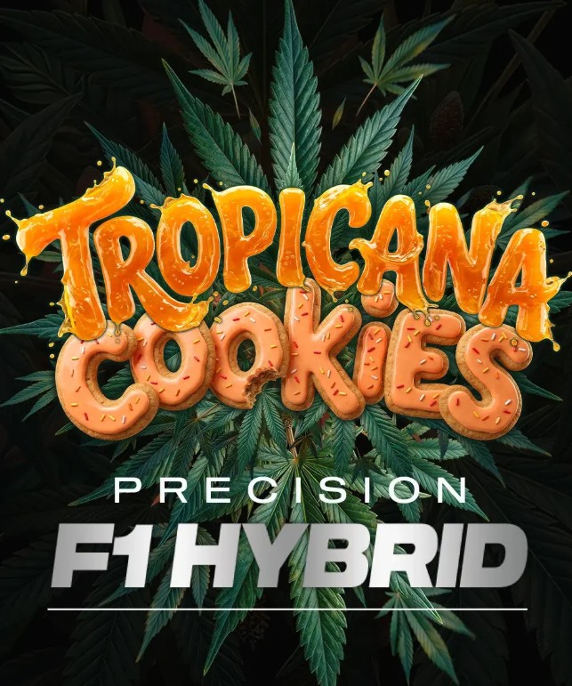 Tropicana Cookies Auto - Barney's Farm