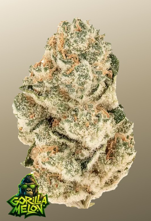Gorilla Melon (Feminiseret) - Fast Buds