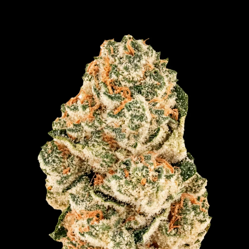 Gorilla Melon (Feminiseret) – Fast Buds