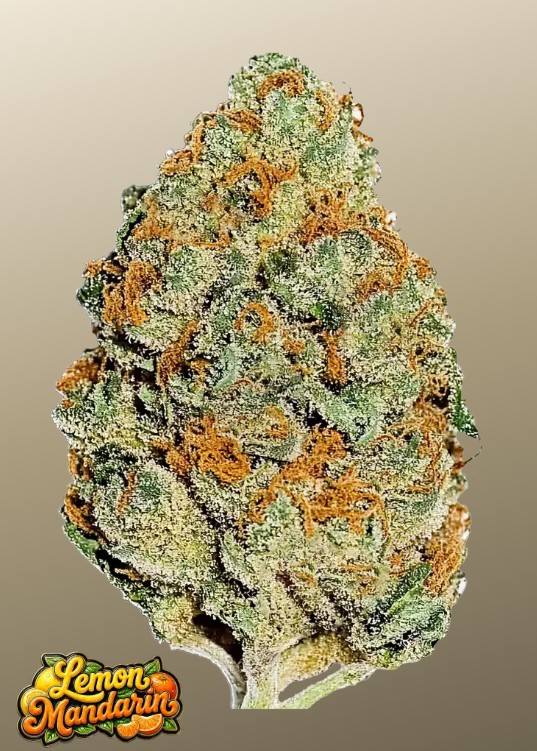 Lemon Mandarin (Feminiseret) - Fast Buds