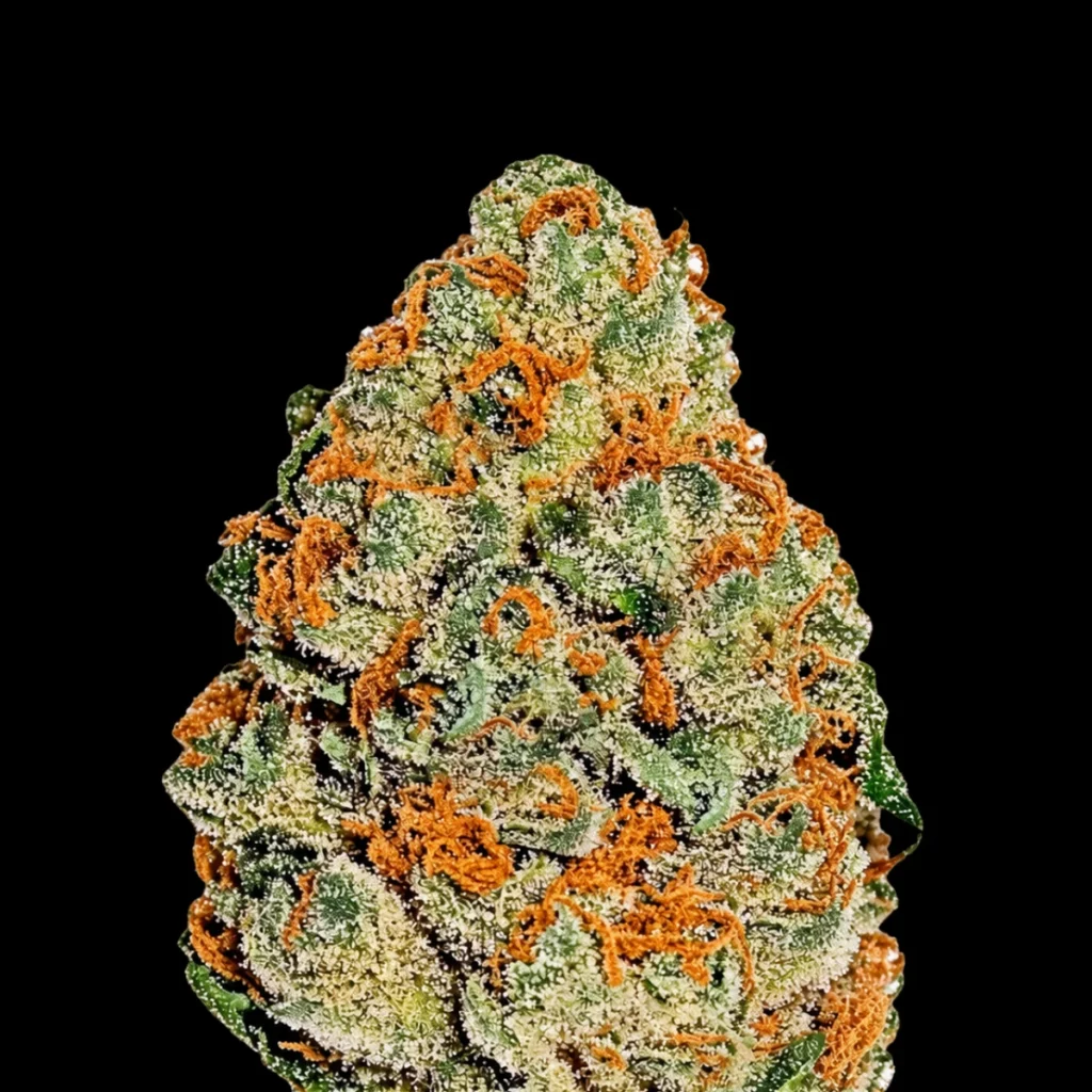 Lemon Mandarin (Feminiseret) – Fast Buds