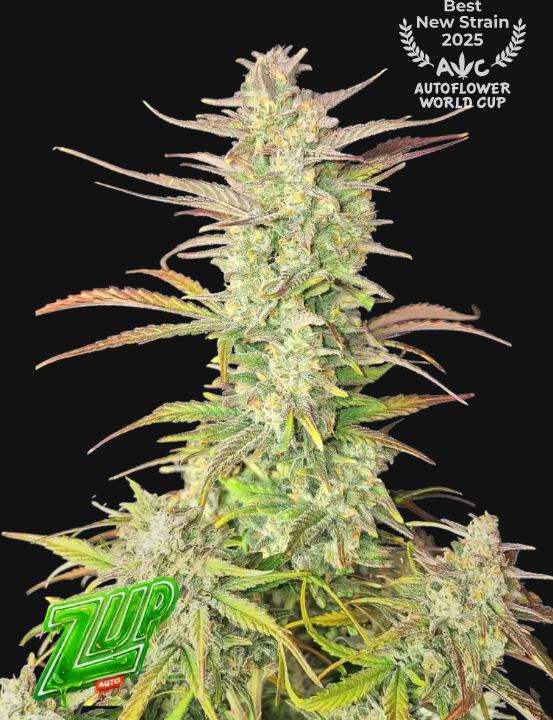 Z-Up Auto - FastBuds