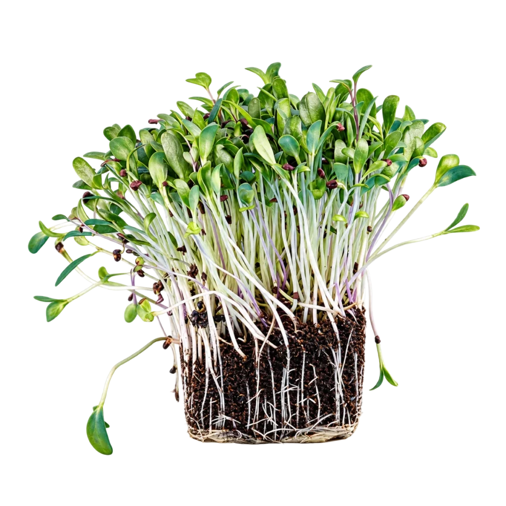 Bukkehorn – frø til microgreens