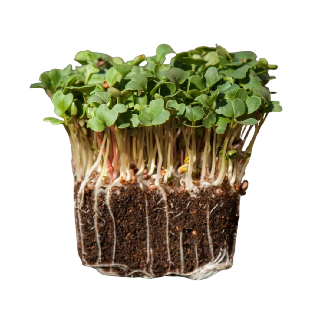 Daikon-radise – frø til microgreens