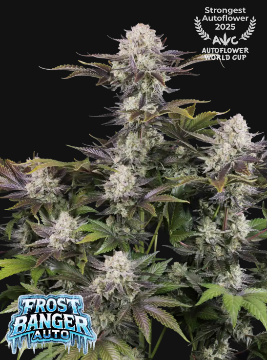Frostbanger Auto - FastBuds