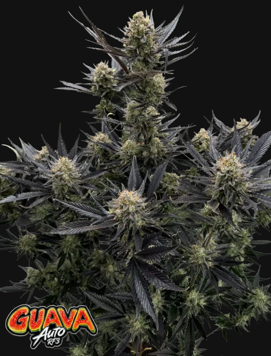 Guava Auto RF3 - FastBuds