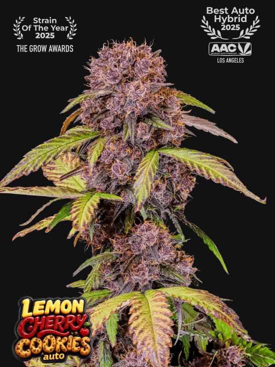 Lemon Cherry Cookies Auto - FastBuds