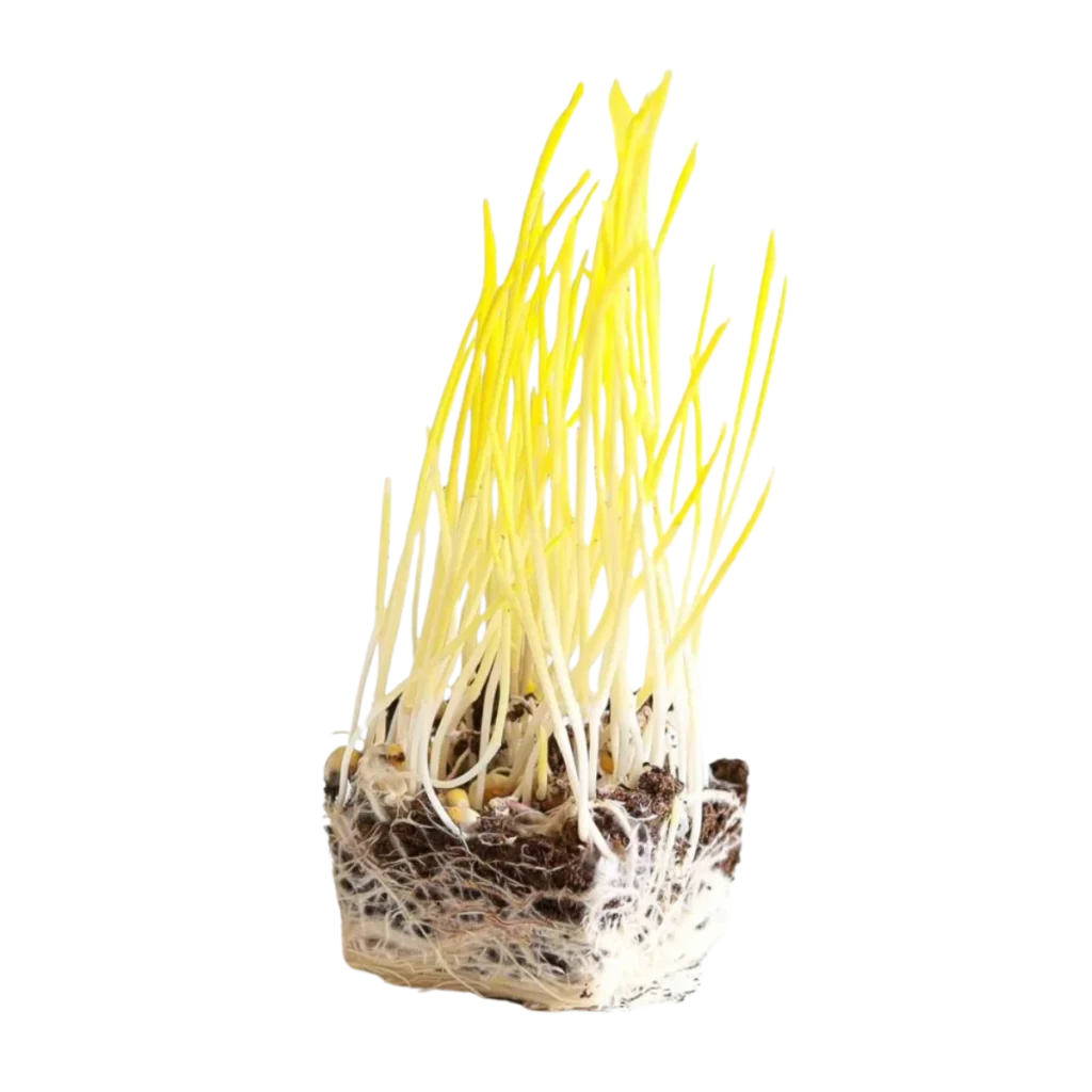 Majs – frø til microgreens