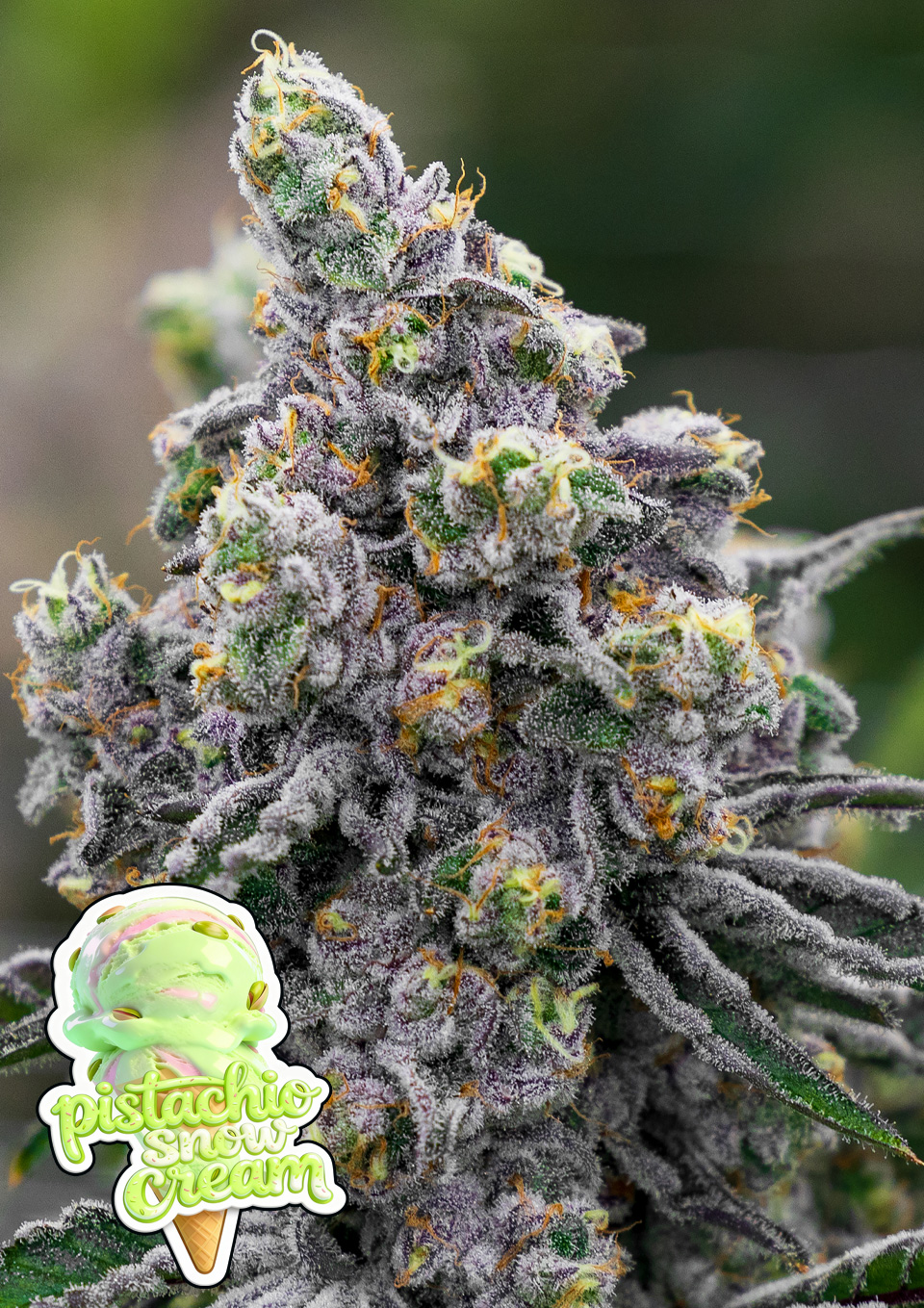 Pistachio Snow Cream (Feminiseret) - Anesia Seeds