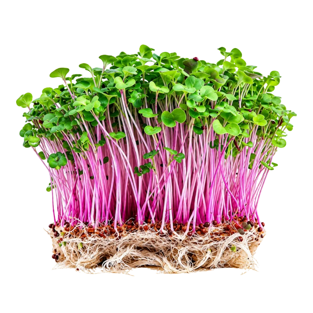Raps – frø til microgreens