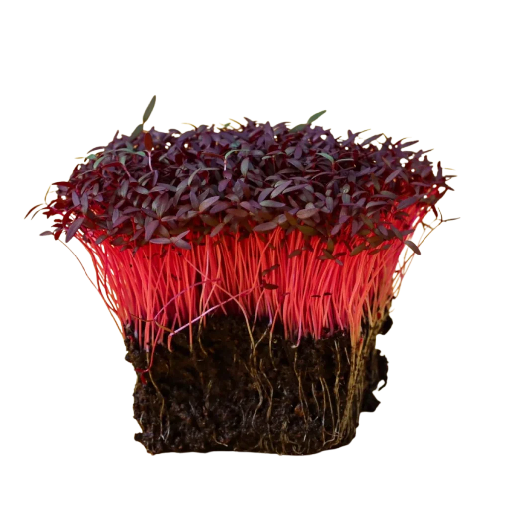 Rød Amarant – frø til microgreens