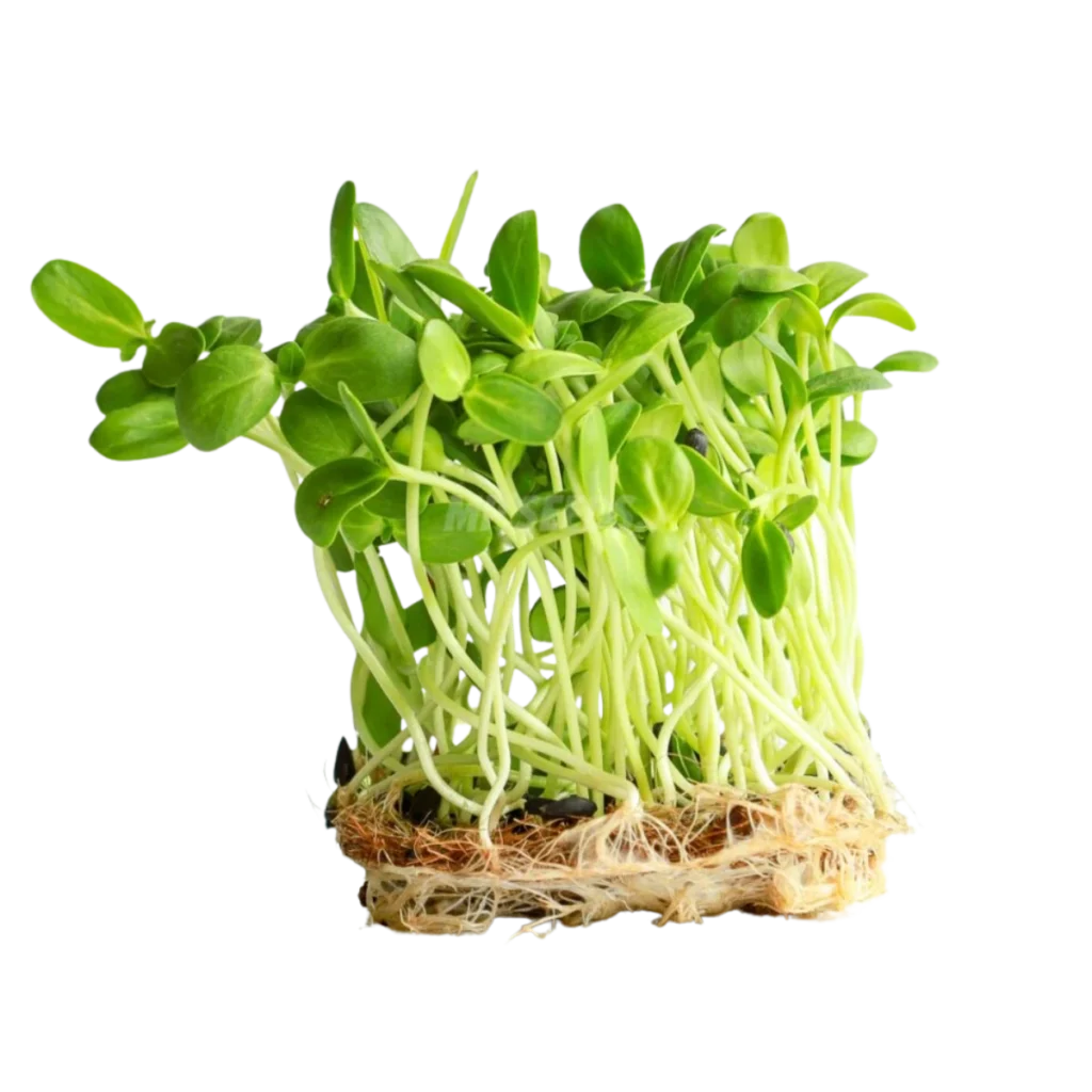 Solsikke Big – frø til microgreens