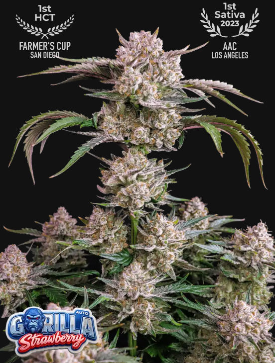 Strawberry Gorilla Auto - FastBuds