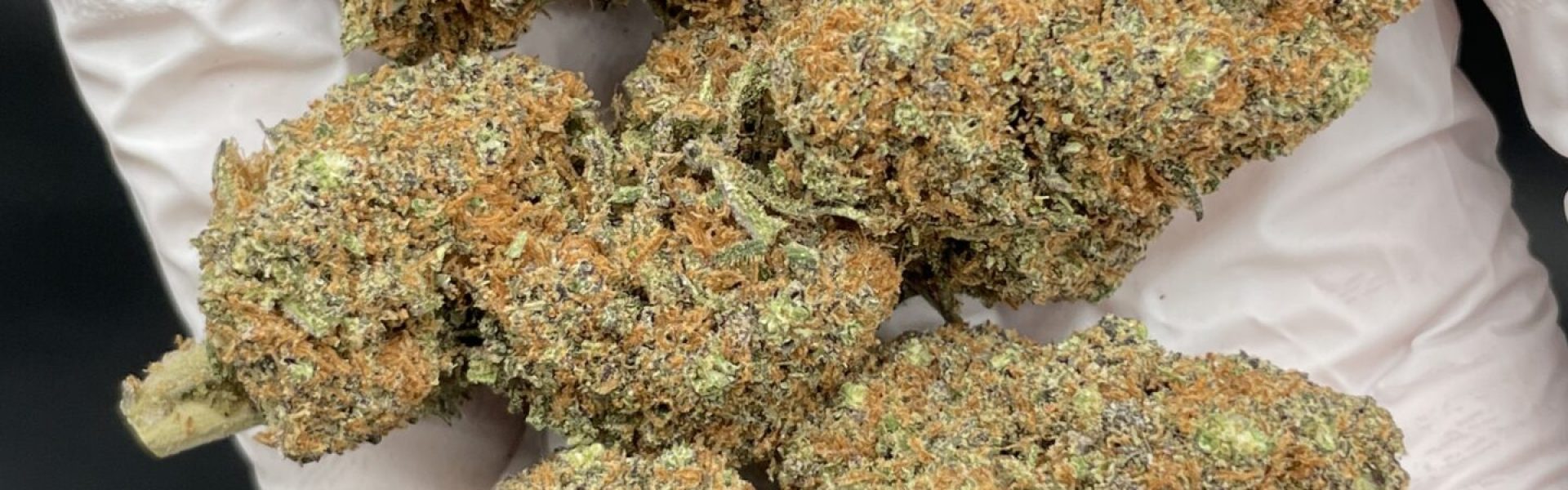PURPLE_PUNCH_2