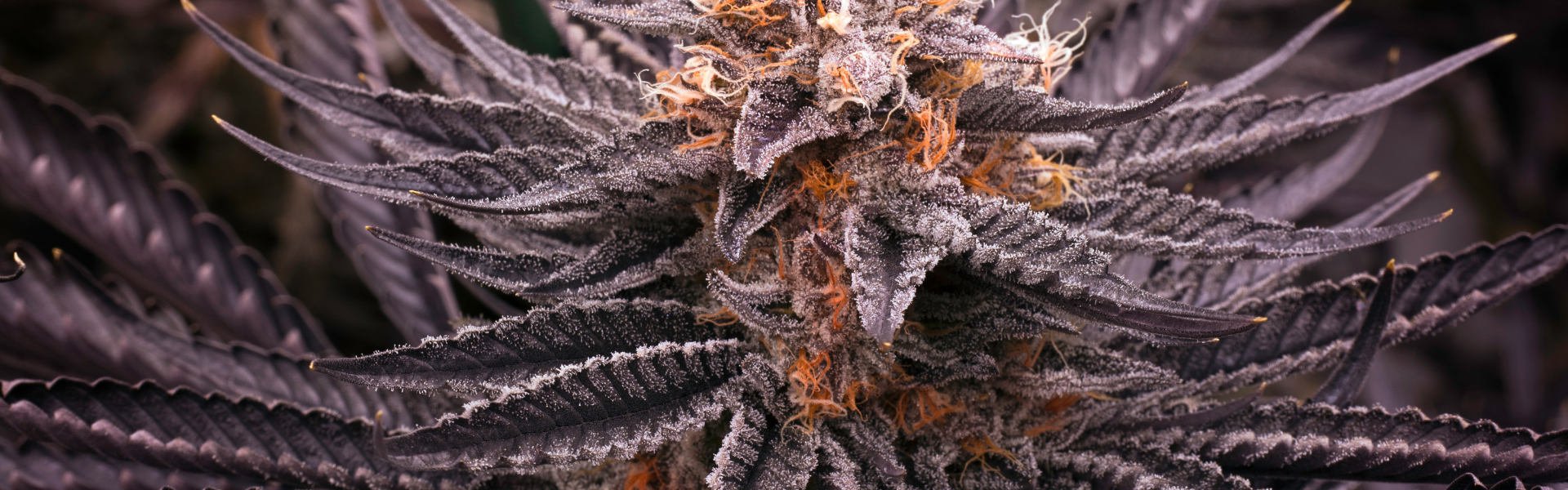 Hvad er Kush