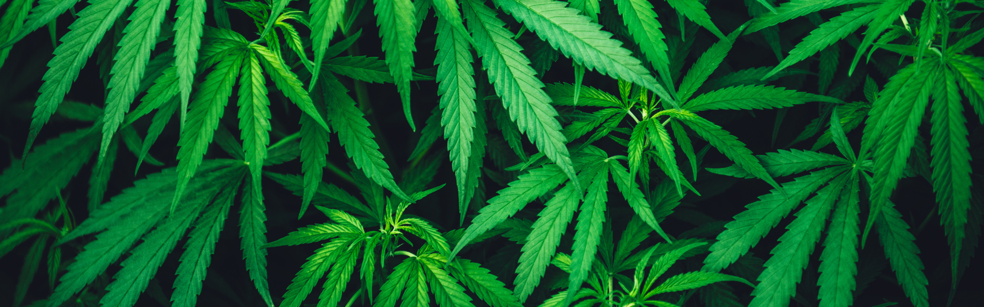 Hvad er forskellen på hash og skunk