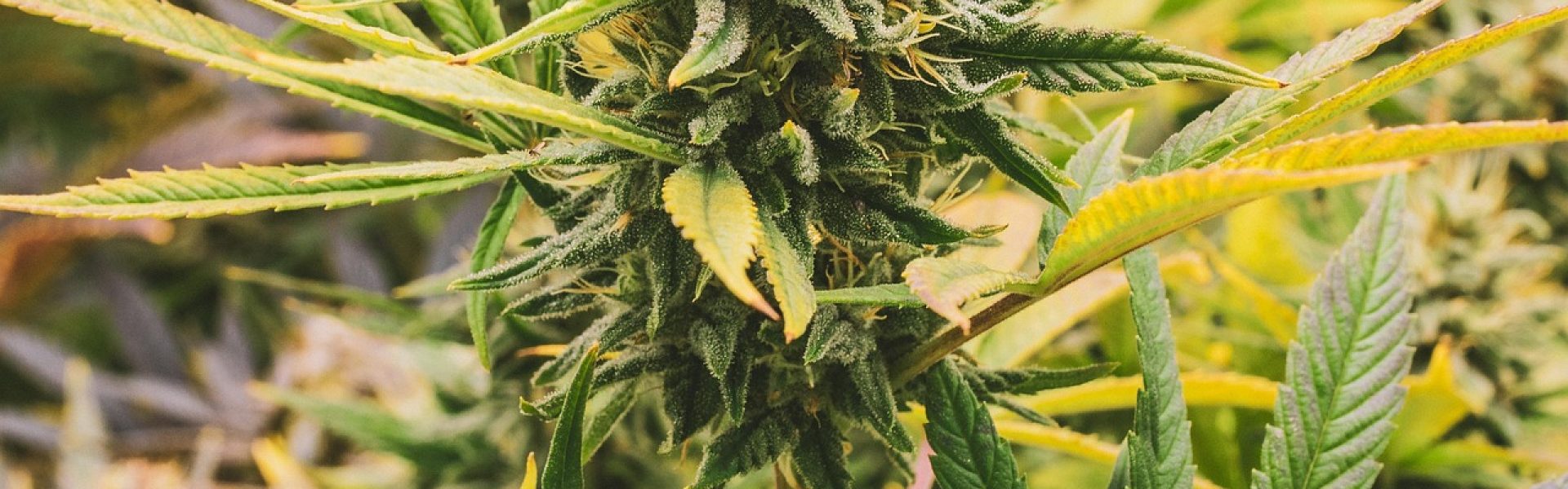 cannabisvera-hemp-6649357_1920