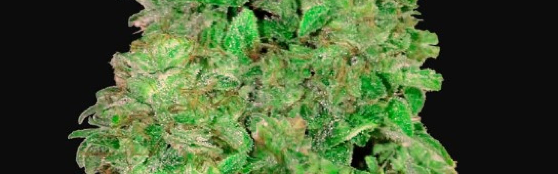 cbd auto 20 1 FÆRDIG