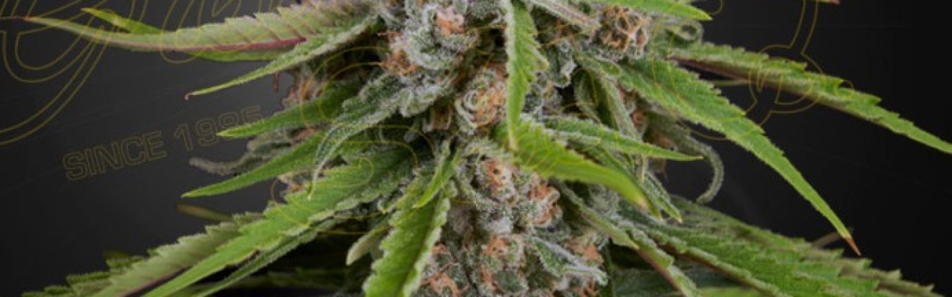 deep candy cbd green house