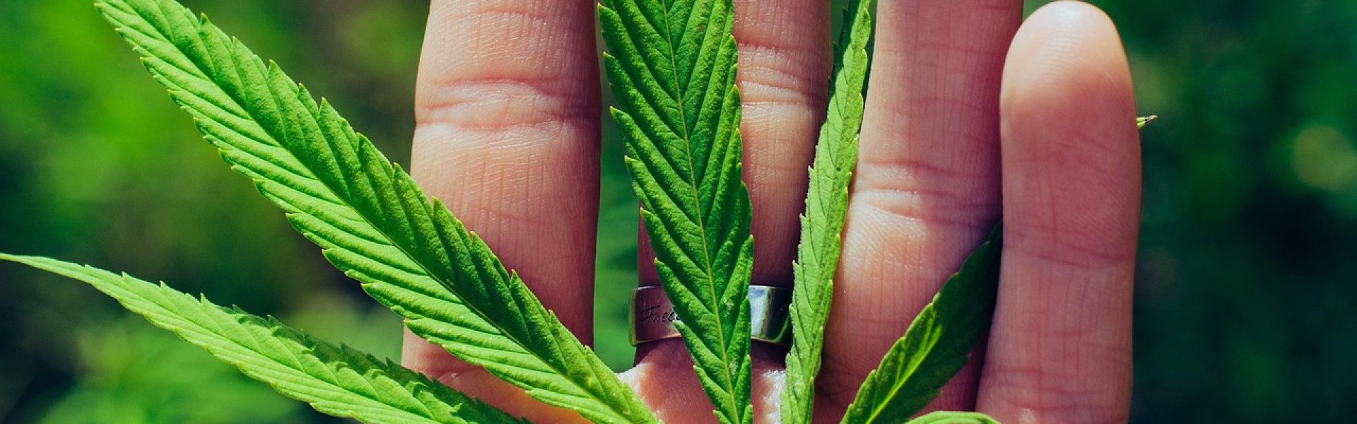 edyttka1388-weed-7555785_1920