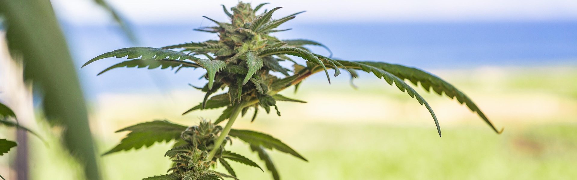 erin_hinterland-marijuana-leaf-5315560_1920