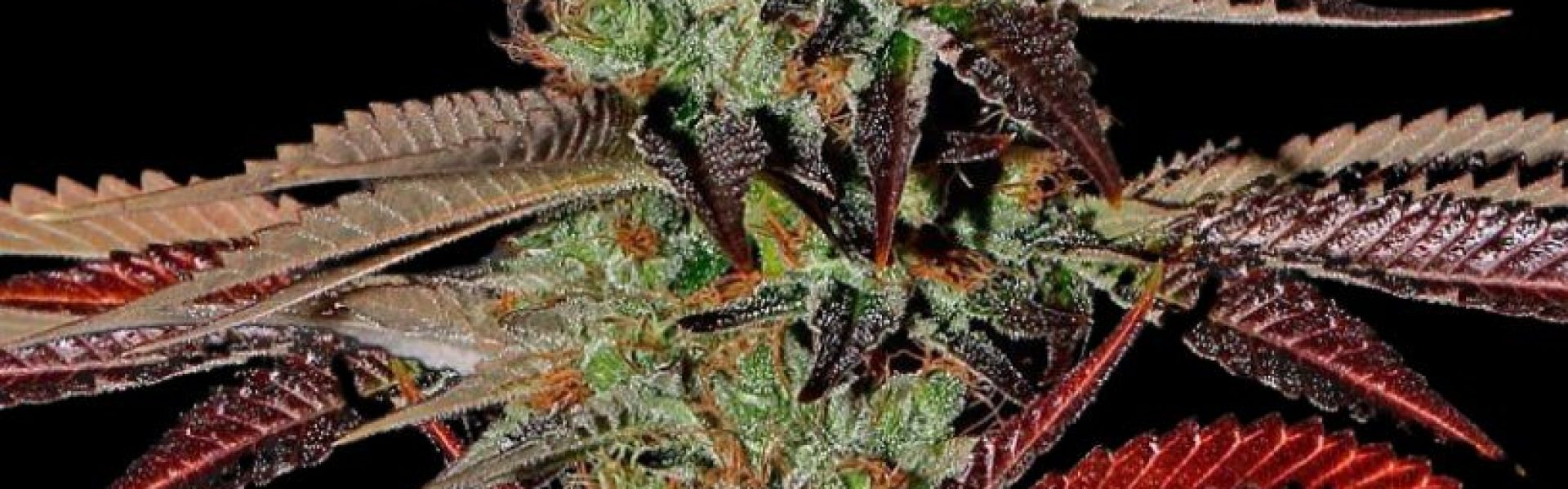 super-thc-king-auto