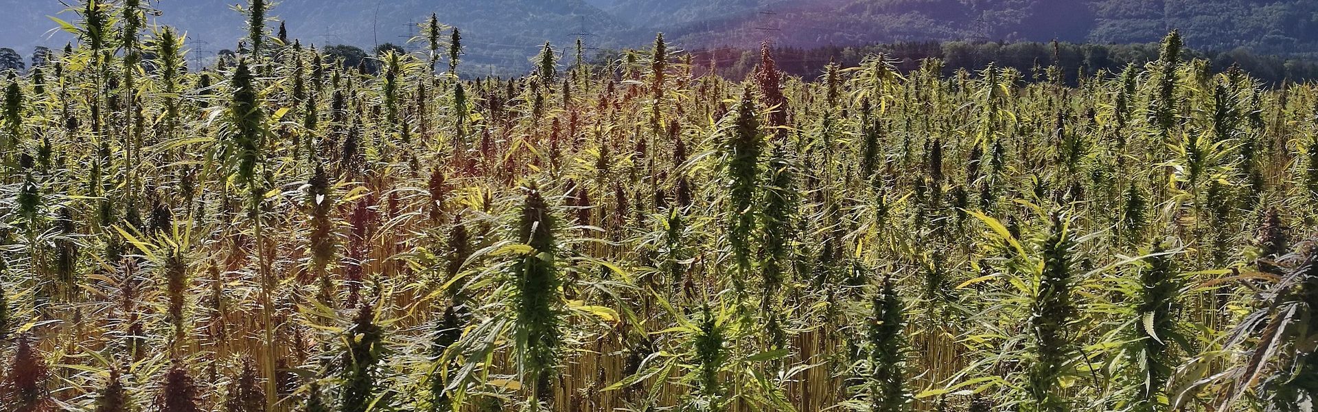 tinakru-hemp-field-3661214_1920