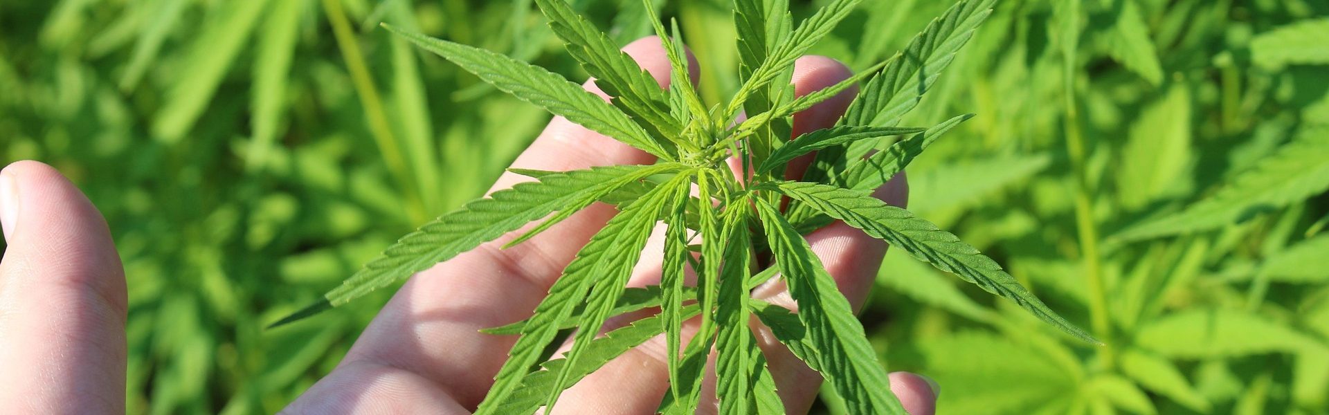 tinakru-hemp-plant-3661210_1920