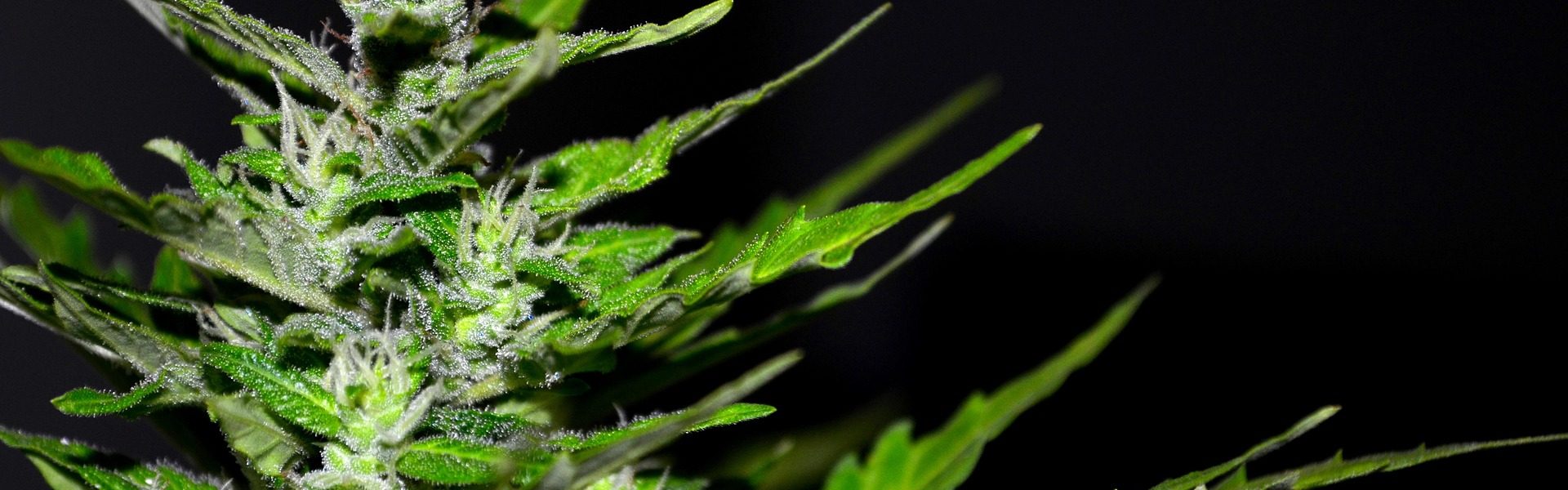 weblab24_siti_web-hemp-2761102_1920